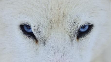 Majestic White Dog with Stunning Blue Eyes wallpaper