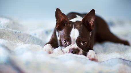 Cute French Bulldog on Cozy Bed wallpaper