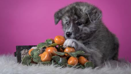 Adorable Puppy Surrounded by Oranges wallpaper