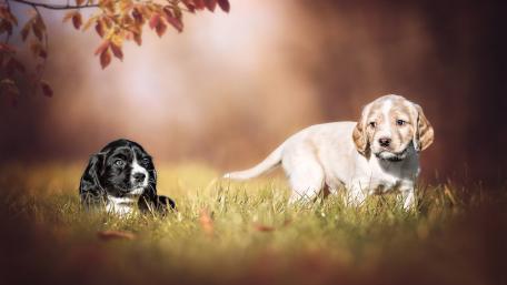 Adorable Puppy Duo in a Serene Setting wallpaper