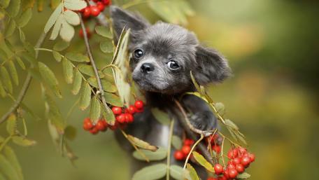 Charming Puppy Among Nature's Bounty wallpaper