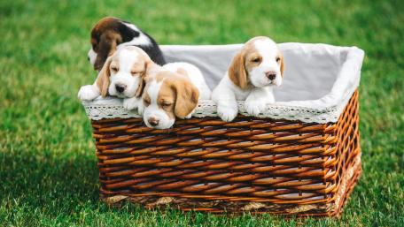 Beagle Puppies in a Basket Adventure wallpaper