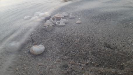 sea shells wallpaper