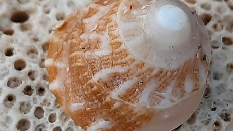 seashells wallpaper