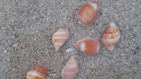 Seashells on Sandy Beach wallpaper