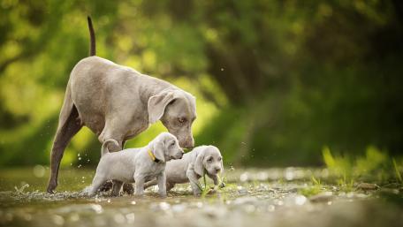 Joyful Moments of Dogs in Nature wallpaper