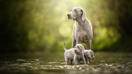 Loving Moments Between a Mother Dog and Her Puppies wallpaper