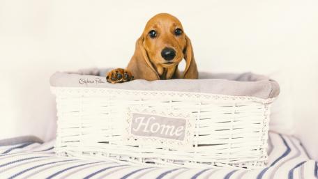 Adorable Puppy in a Cozy Basket wallpaper