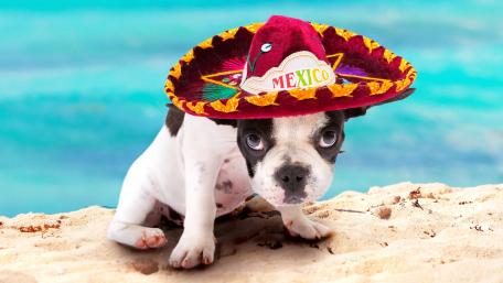 French bulldog puppy in sombrero wallpaper