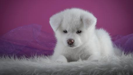 Fluffy Wonder Puppy in 5K Brilliance wallpaper