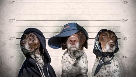 Canine Mugshots in Hats wallpaper