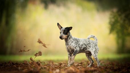 Playful Pup in a Serene Landscape wallpaper