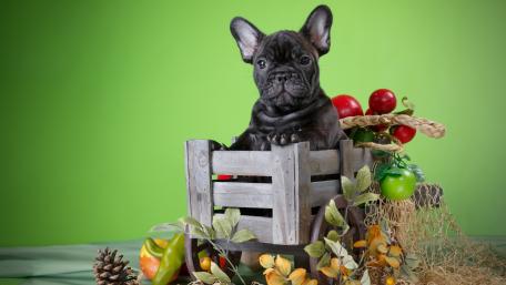Adorable Black French Bulldog Puppy in a Basket wallpaper