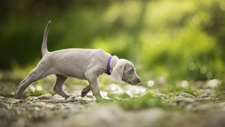Weimaraner Puppy on the Move wallpaper