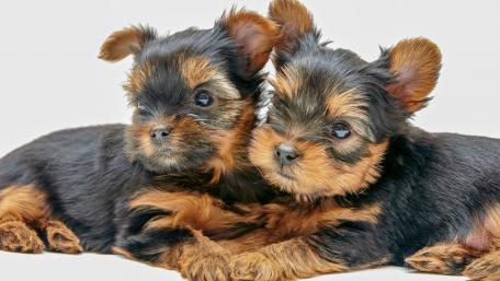 Yorkshire Terrier puppies wallpaper
