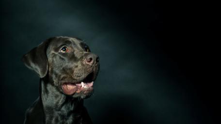 Charming Black Dog Portraits wallpaper