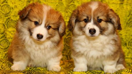 Corgi Puppies Adorable Moments wallpaper