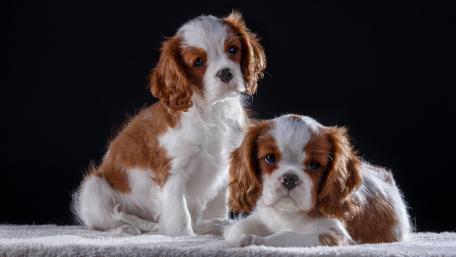 Cavalier King Charles Spaniel Puppies Wallpaper wallpaper