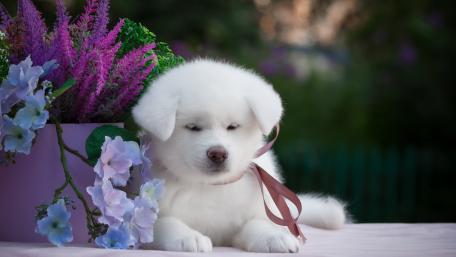 Cute White Puppy Surrounded by Flowers and Nature wallpaper