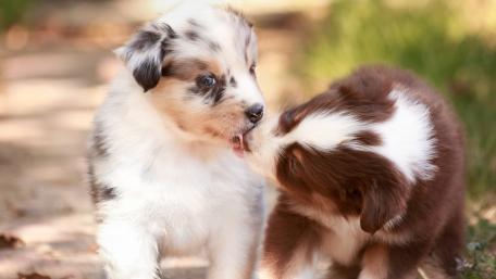Puppy Love: Adorable Australian Shepherds at Play wallpaper