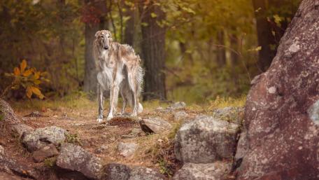 Majestic Gazehound in a Serene Forest Setting wallpaper