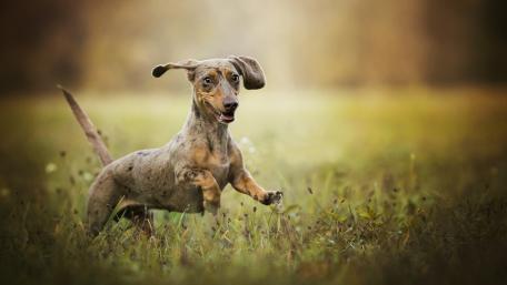 Playful Dachshund Enjoying the Outdoors wallpaper