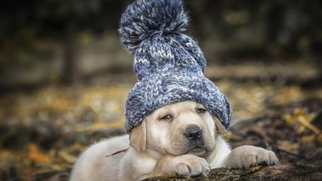 Adorable Puppy in a Cozy Hat wallpaper