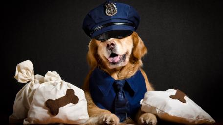 Adorable Police Dog in a Fun Costume wallpaper