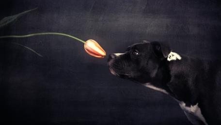 Joyful Dog with Tulip Blossom Beauty wallpaper