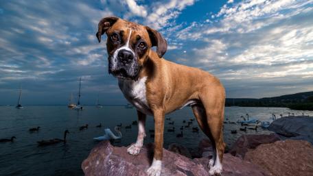 Playful Boxer Enjoying a Scenic Lake View wallpaper
