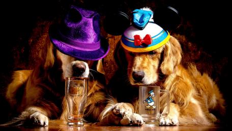 Playful Dogs in Fun Hats wallpaper