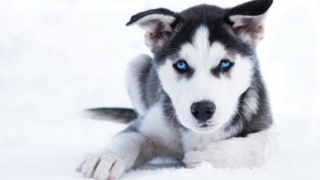 Husky Puppy in Snowy Wonderland wallpaper
