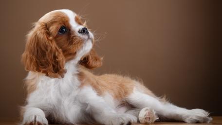 Adorable Cavalier King Charles Spaniel Puppy Image wallpaper