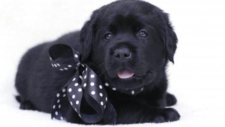 Adorable Black Puppy with Bow Tie Charm wallpaper
