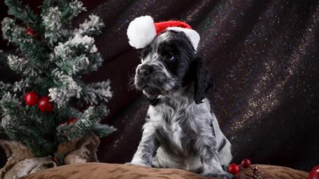 Festive Spaniel in Santa Hat wallpaper