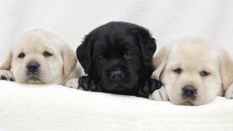 Black puppy with white puppies wallpaper