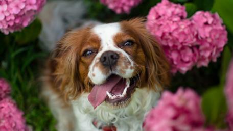 Happy Cavalier King Charles Spaniel Among Flowers wallpaper