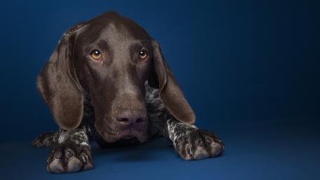 Gentle Canine Companion Wallpaper wallpaper