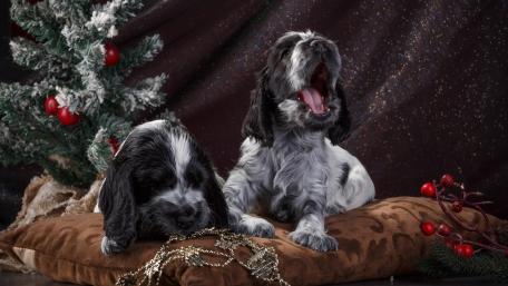 Puppy Joyful Moments for the Holidays wallpaper