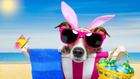 Cute Dog in Sunglasses Enjoying Easter Fun at the Beach wallpaper
