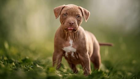 American Pit Bull Terrier puppy wallpaper