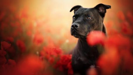 Staffordshire Bull Terrier wallpaper