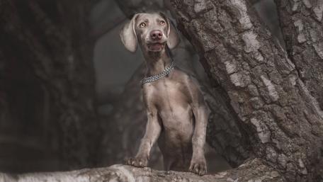 Whimsical Weimaraner in Nature's Embrace wallpaper