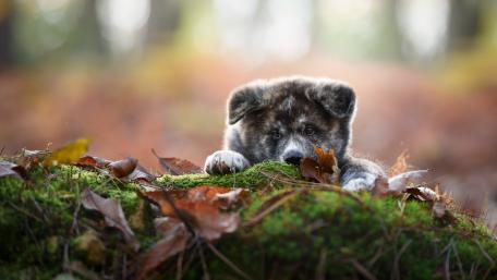 Adorable Akita Puppy in Autumn Forest Scene wallpaper