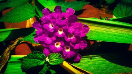 local flower wallpaper