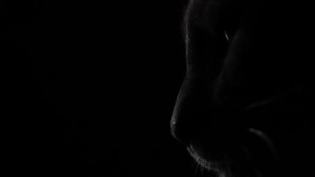 Black Cat wallpaper