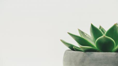 Elegant Green Succulent in Minimalist Pot wallpaper
