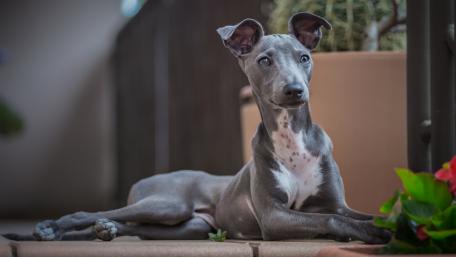 Graceful Greyhound Relaxing in a Beautiful Setting wallpaper