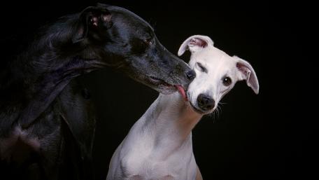 Playful Greyhounds in a Heartwarming Moment wallpaper