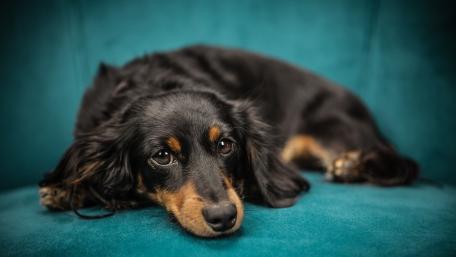 Dachshund Relaxing on Stylish Couch wallpaper